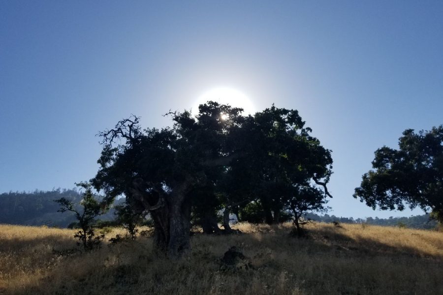 The Creator’s Name