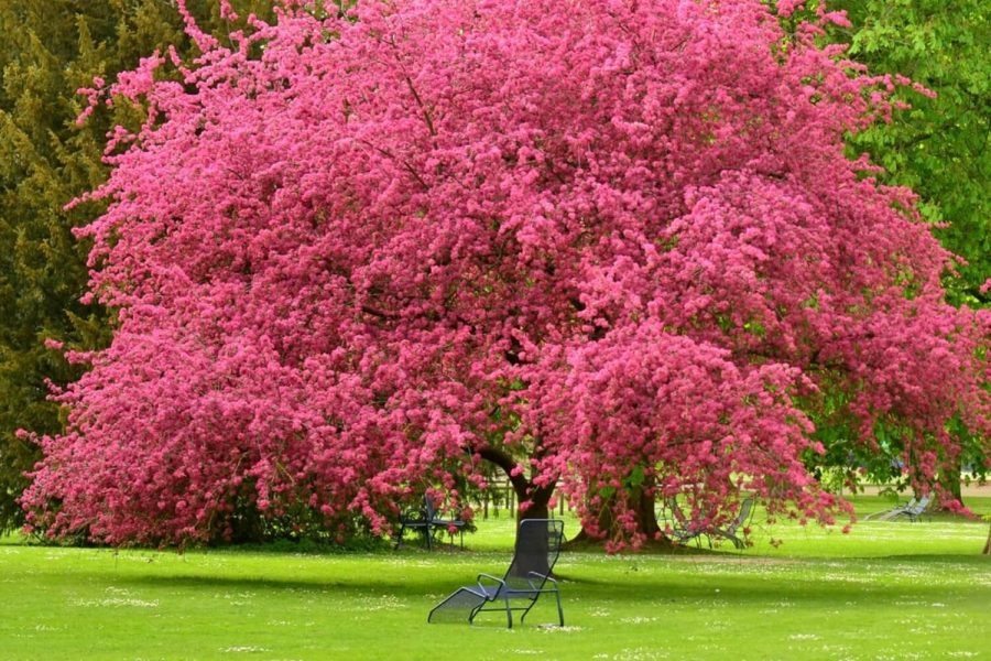The Tree That Is Pretty In Pink
